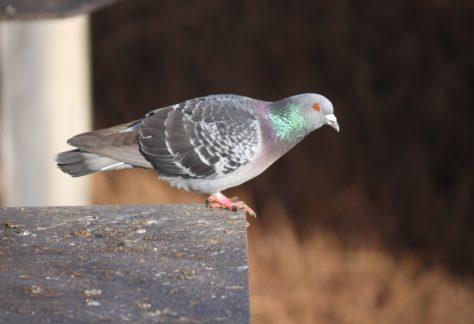 Enlèvement et nettoyage de fientes de pigeon
