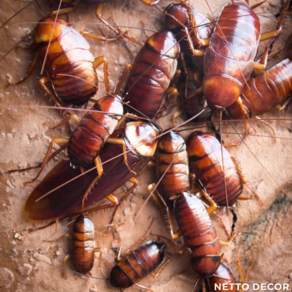 Cafards ou blattes ? comment les repérer et les éliminer ?