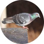 nettoyage de fiente de pigeon